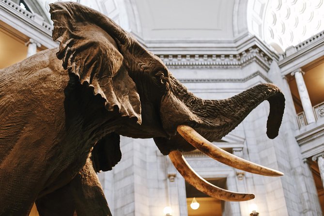 Smithsonian Museum of Natural History - Exclusive Guided Tour - The museum size problem, and why guided navigation is the real feature