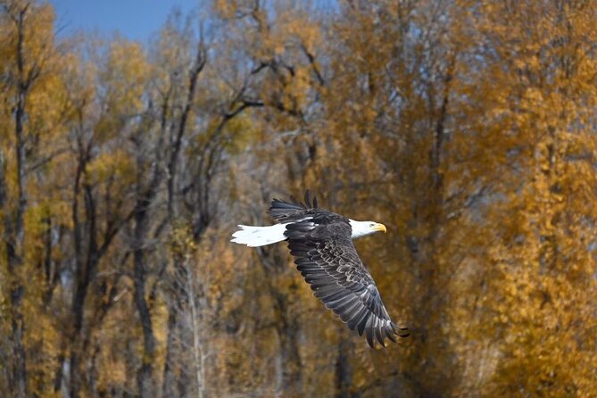 Snake River Scenic Float - The two-hour float segment and how it feels