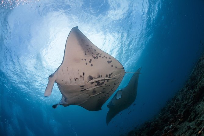 Snorkel with Manta Rays Guaranteed - Key things that make this tour work