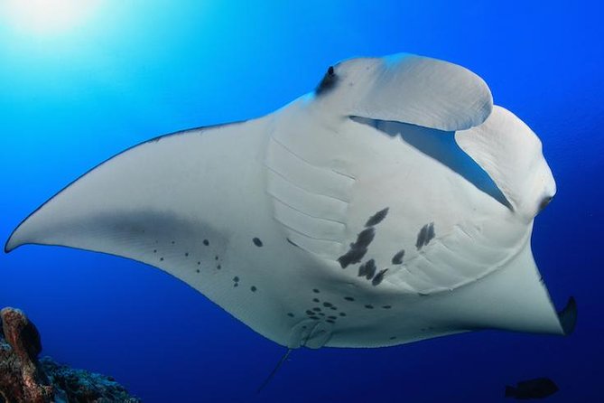 Snorkel with Manta Rays Guaranteed - Keauhou Bay start: the calm way to begin a nighttime ocean plan