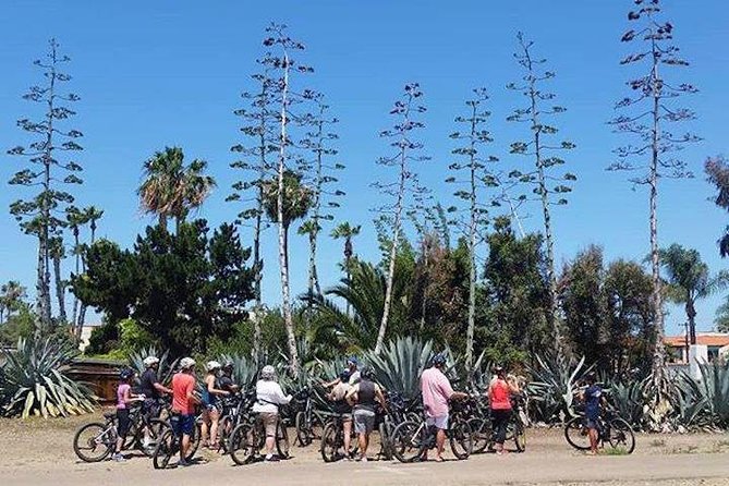 SoCal Riviera Electric Bike Tour of La Jolla and Mount Soledad - 6201 Fay Ave: shaded neighborhood riding plus desert plants