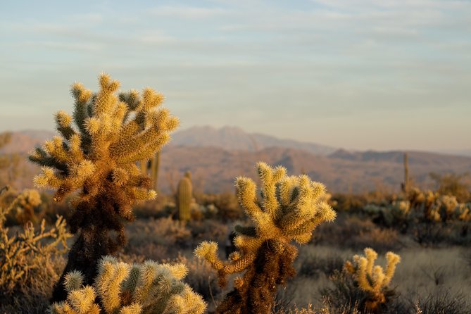 Sonoran Desert Jeep Tour - A Short Scottsdale Trip With Real Off-Road Time