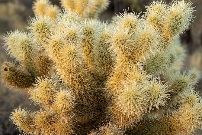 Sonoran Desert Jeep Tour - The Guide Makes It: Species Names, Practical Stories, and Friendly Energy