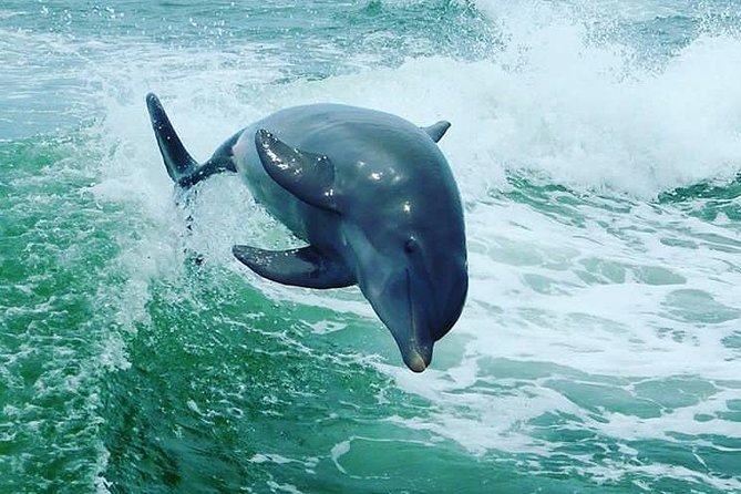 St. Pete Beach Dolphin Racer Adventure - Live Captain Commentary: Fun for Kids, Useful for Adults