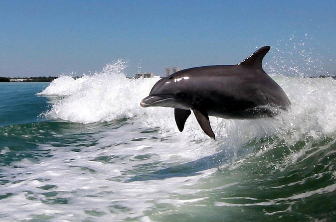 St. Pete Beach Dolphin Racer Adventure - Views From the Water: Beaches, Skylines, and Wildlife at the Same Time
