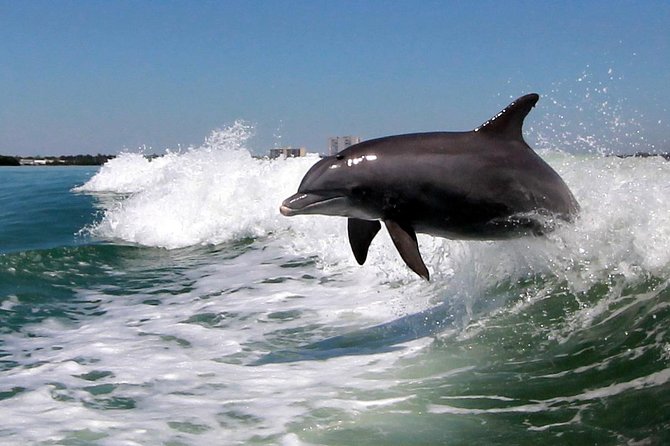 St. Pete Beach Dolphin Racer Adventure - Price and Value: Is $36.08 Worth 90 Minutes of Dolphin Watching?
