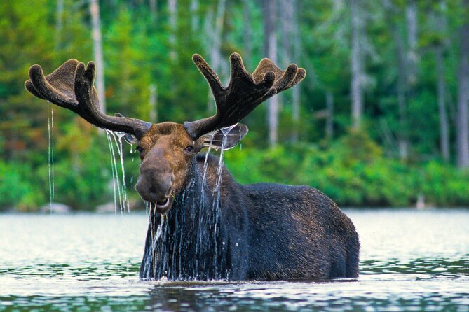 Sunset 4-Hour Grand Teton Wildlife Adventure - Why sunset timing boosts your odds in Grand Teton