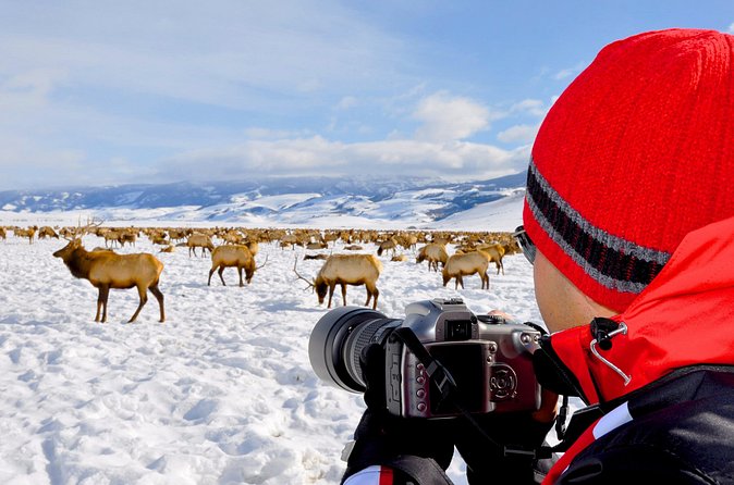Sunset 4-Hour Grand Teton Wildlife Adventure - Should you book this sunset wildlife adventure?