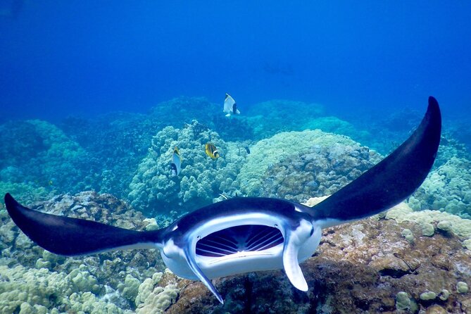 Sunset and Manta Ray Snorkel Adventure - Night snorkeling with manta rays: the part you’ll remember
