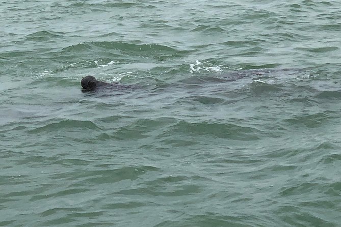 Sunset Cruise over the Gulf of Mexico - Dolphins and storytelling: what the captain’s style changes