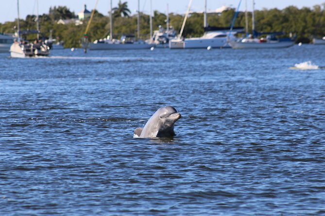 Sunset Dolphin Cruise with Sanibel Lighthouse Views - Key Highlights You Should Know Before You Go