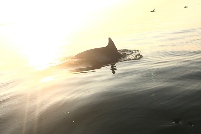 Sunset Dolphin Kayak Tours - First Landing State Park: your kayak fit and the moment you launch