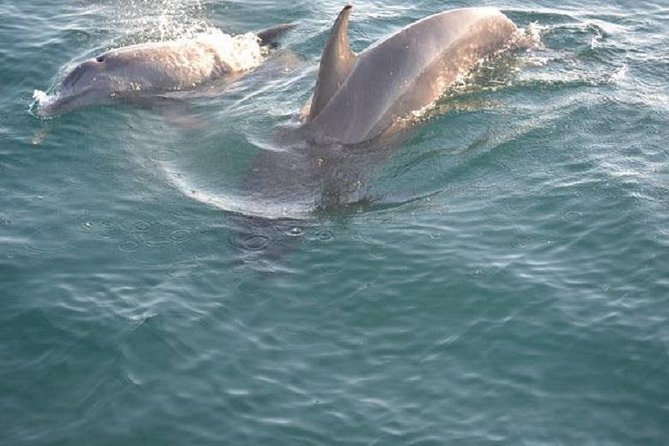 Sunset Dolphin Sail Aboard the Footloose Catamaran - Key highlights to know before you go