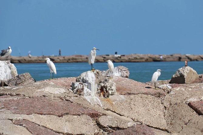 Sunset Dolphin Watch Tour - Where You Board at Sea Ranch Marina in South Padre Island