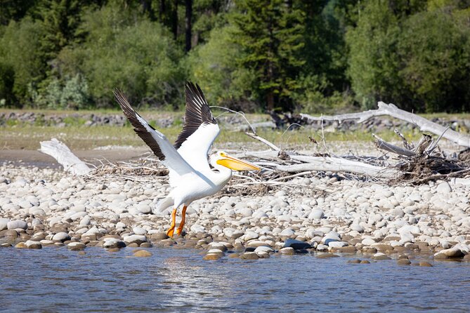Tetons and Snake River Scenic Float Trip In Jackson Hole - Guides: how the best parts of the day get delivered
