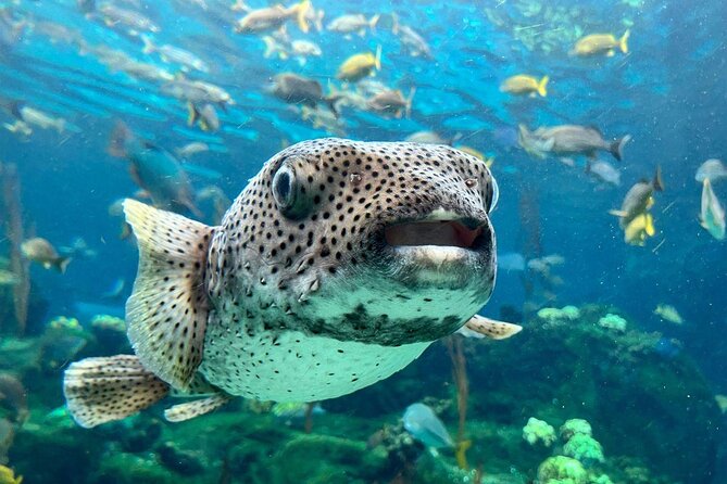 The Florida Aquarium in Tampa General Admission - Key takeaways before you go