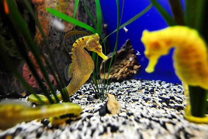 The Florida Aquarium in Tampa General Admission - Florida Aquarium in downtown Tampa: what your 2 to 3 hours really buys