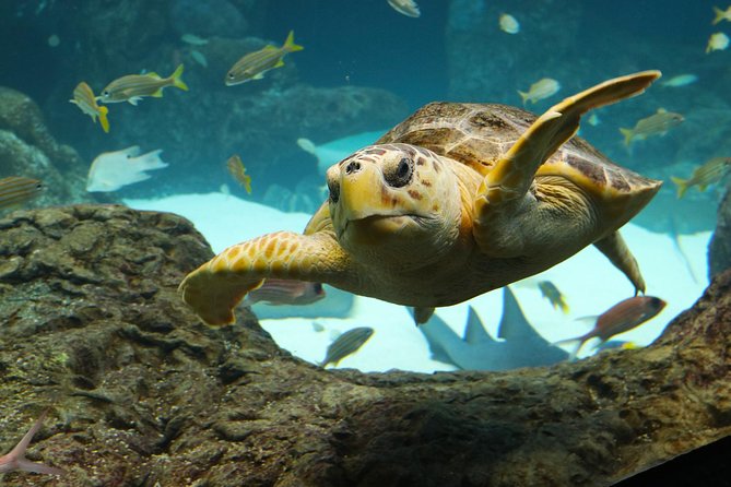 The Florida Aquarium in Tampa General Admission - Price, ticket value, and where deals can matter