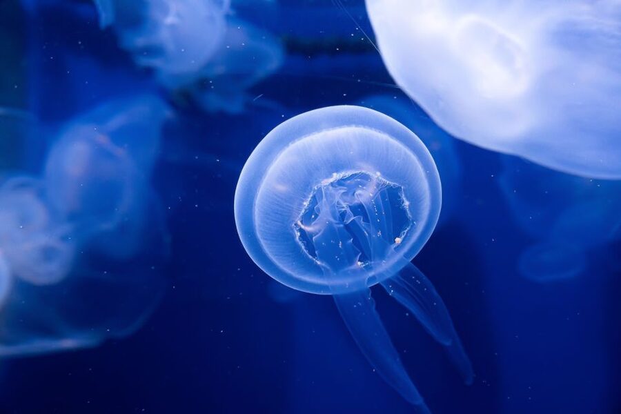 The Florida Aquarium Ticket - Getting Oriented in Downtown Tampa, Then Sliding Into the Aquarium Fast