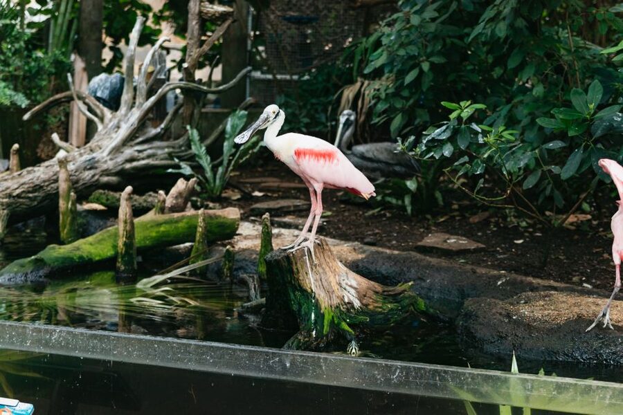 The Florida Aquarium Ticket - Who This Ticket Best Fits (And Who Might Prefer Another Plan)