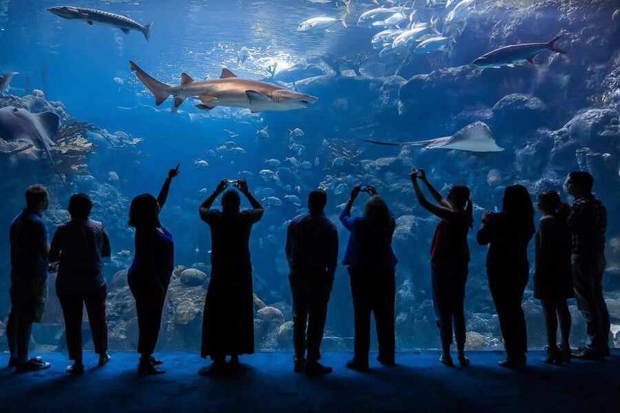 The Florida Aquarium Ticket - The Best First Stop: Sea-Level to Tree-Level Inside the Glass Dome