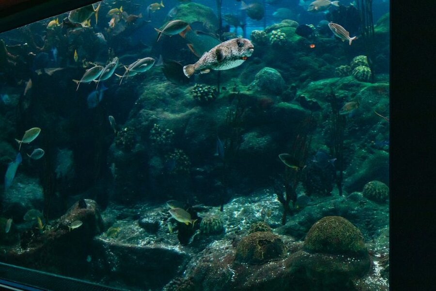 The Florida Aquarium Ticket - Touch Pools That Actually Teach: Stingrays, Jellyfish, and No Bone Zone