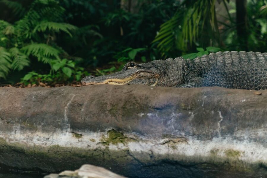 The Florida Aquarium Ticket - MORPHD: Adaptations You Can Spot, Not Just Read