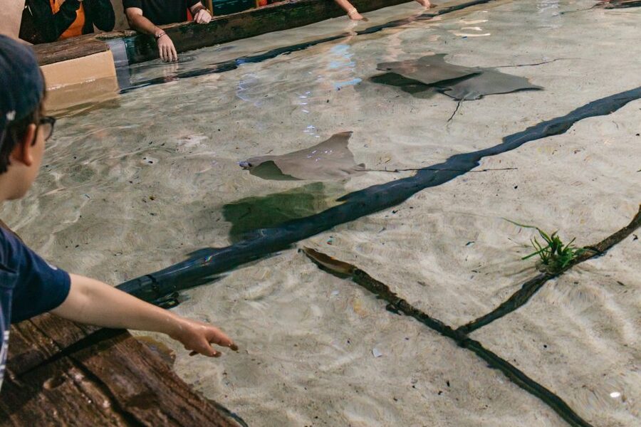 The Florida Aquarium Ticket - SeaTREK and the Wild Dolphin Cruise: What to Know About Add-Ons