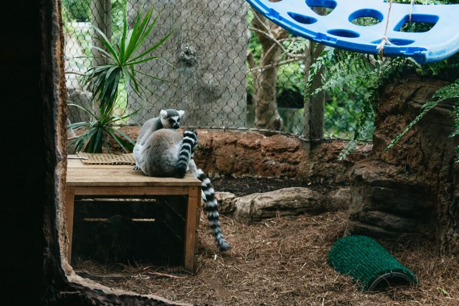 The Florida Aquarium Ticket - Food, Breaks, Splash Time, and How to Avoid Rushing Yourself