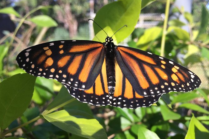 The Maui Butterfly Farm Tour - Key highlights to look for
