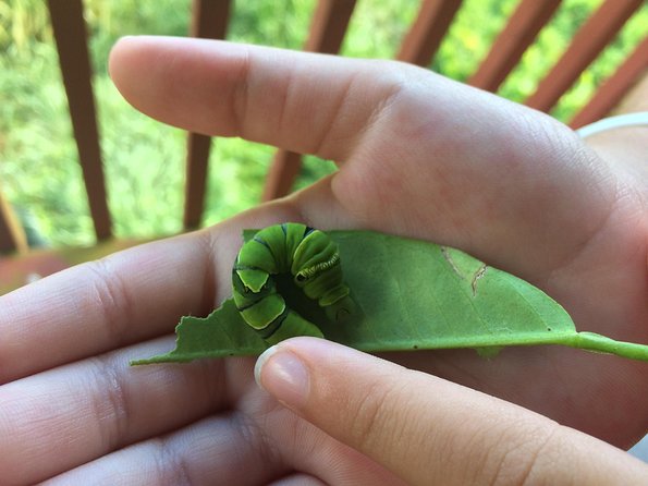 The Maui Butterfly Farm Tour - The 45 minutes: what you’ll do from start to finish