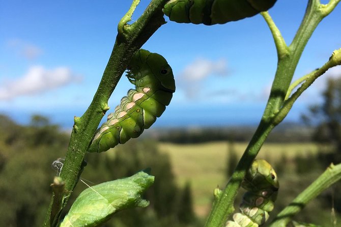 The Maui Butterfly Farm Tour - The production facility lesson: propagation, research, and education