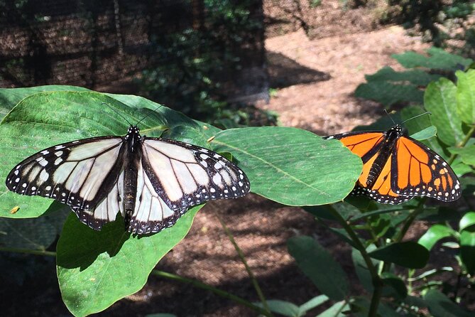 The Maui Butterfly Farm Tour - Hands-on time with caterpillars, butterflies, and praying mantises