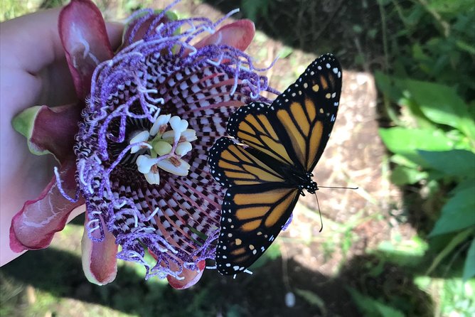 The Maui Butterfly Farm Tour - Group size, pacing, and who this suits best