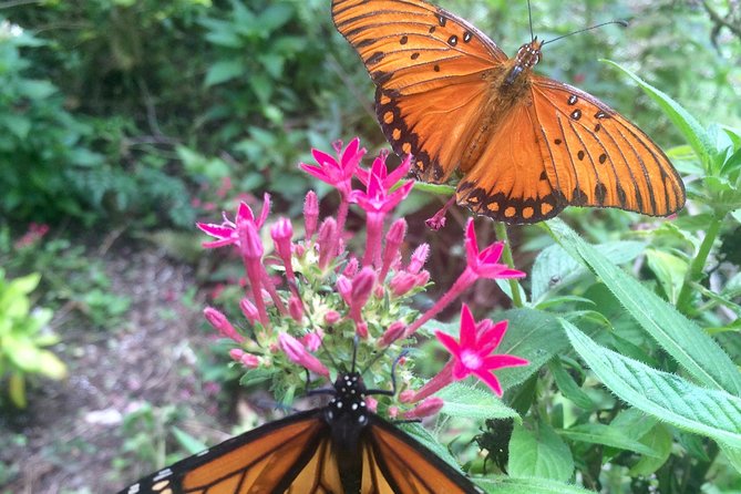 The Maui Butterfly Farm Tour - Price and value: is $49.99 actually worth it?