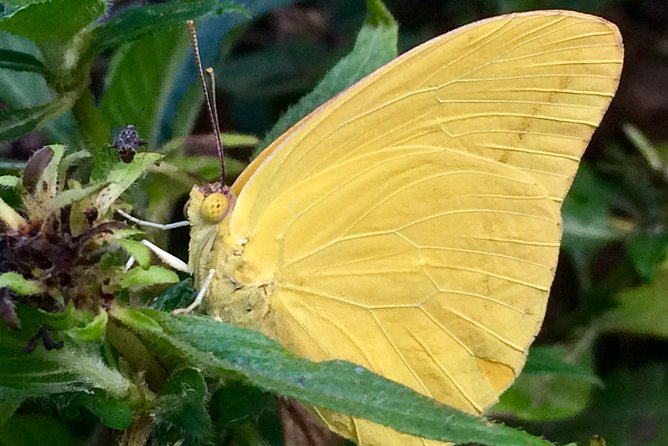 The Maui Butterfly Farm Tour - What to expect logistically, including where to park and what to pair it with