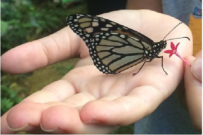 The Maui Butterfly Farm Tour - Entering the butterfly flight house and the lighthouse feeding moment