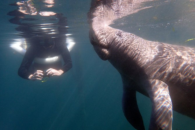 The 'OG' Manatee Snorkel Tour with In-Water Guide/Photographer - A 3-hour manatee snorkel built around safety and real wildlife