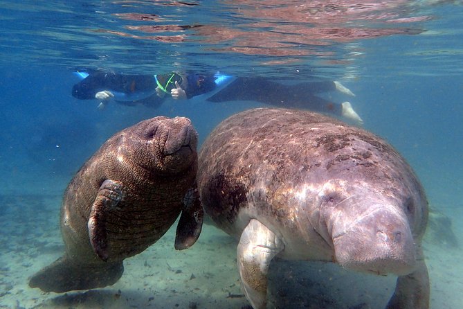 The 'OG' Manatee Snorkel Tour with In-Water Guide/Photographer - The boat cruise: Kings Bay and Three Sisters Springs hunting, but with a plan
