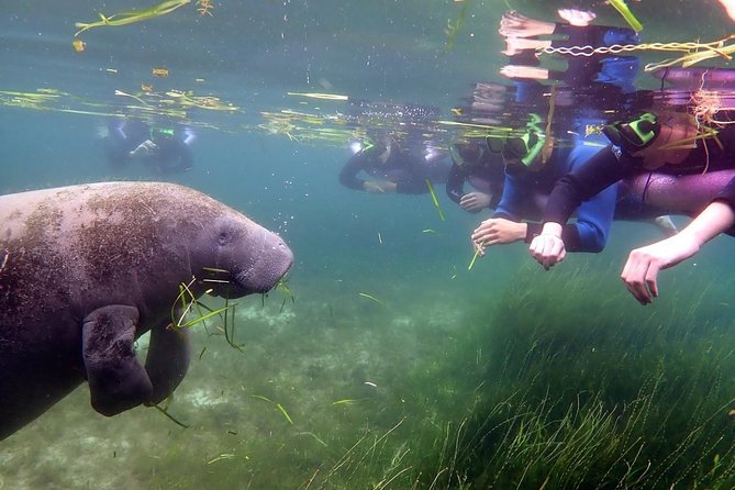 The 'OG' Manatee Snorkel Tour with In-Water Guide/Photographer - Stop at the Refuge: what you are really paying for