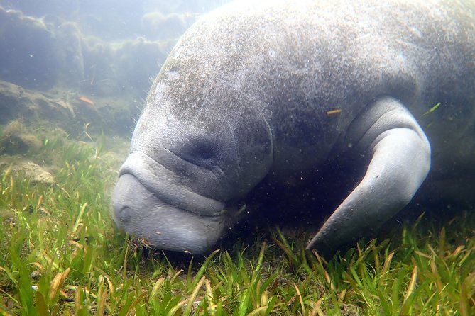 The 'OG' Manatee Snorkel Tour with In-Water Guide/Photographer - In-water snorkeling: how the crew keeps it calm and close