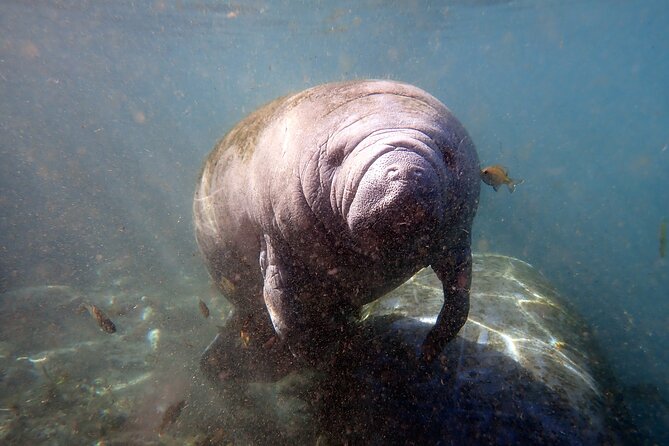 The 'OG' Manatee Snorkel Tour with In-Water Guide/Photographer - Gear and comfort: what you get, what you must bring