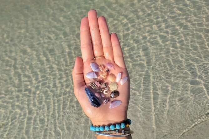 Three Hour Shelling Cruise to Shell Key Preserve from John's Pass - Key Highlights You’ll Care About