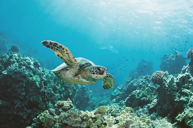 Turtle Canyon Snorkel Adventure in Waikiki, Oahu - Turtle Canyon snorkeling: turtles, angelfish, and caverns