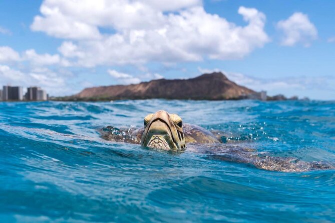 Turtle Canyon Snorkel Adventure - Small Group 6 Passengers - Price and value: $105 makes sense when the boat is small