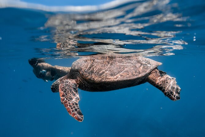 Turtle Canyon Snorkel: Semi Private Boat Tour - What the guides do well, including when you are nervous or new