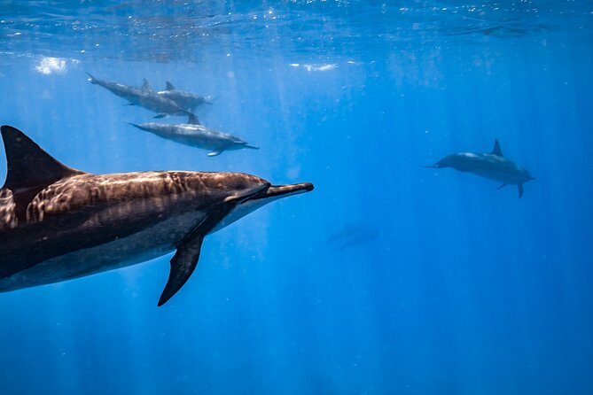 Turtle Canyon Snorkel: Semi Private Boat Tour - Timing tip: go early if you want more calm water time