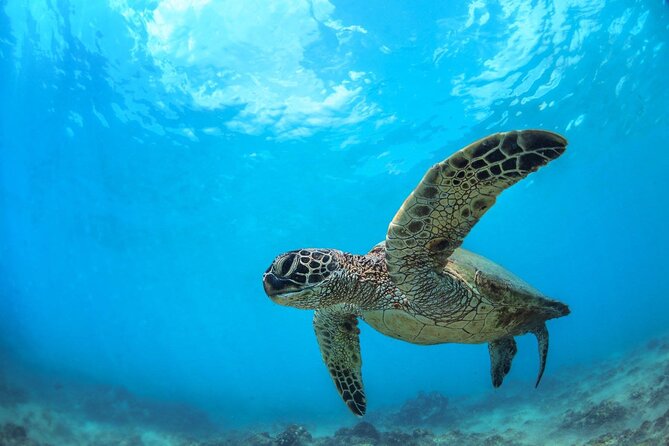 Turtle Reef Kayak Tour of Makena, Maui - Your kayak day plan: from a short paddle to Turtle Town snorkeling