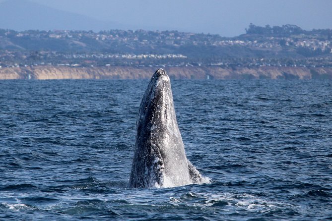 Two-Hour Luxury Whale Watching Tour from Oceanside - Key points before you go