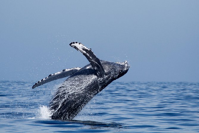 Two-Hour Luxury Whale Watching Tour from Oceanside - Price and value: is $64 worth it for a whale-focused cruise?